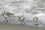 Sanderling   Calidris alba