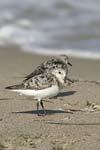 Sanderling   Calidris alba