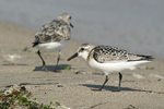 Sanderling   Calidris alba