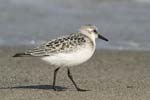 Sanderling   Calidris alba