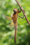 Scarce Chaser   12.Libellula fulva