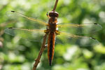 Scarce Chaser   Libellula fulva