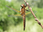 Scarce Chaser   Libellula fulva