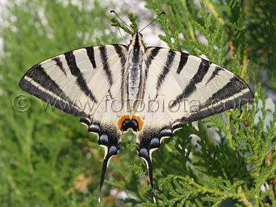     Iphiclides podalirius