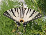 Scarce Swallowtail   23.Iphiclides podalirius