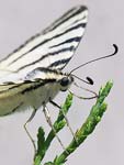 Scarce Swallowtail   Iphiclides podalirius