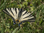 Scarce Swallowtail    Iphiclides podalirius 