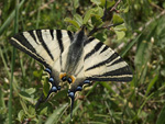      Iphiclides podalirius 