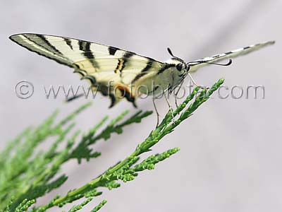     Iphiclides podalirius