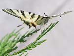 Scarce Swallowtail   Iphiclides podalirius