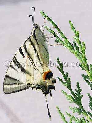     Iphiclides podalirius