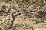 Schreiber`s Fringe-fingered Lizard   Acanthodactylus schreiberi