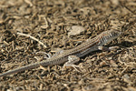 Schreiber`s Fringe-fingered Lizard   Acanthodactylus schreiberi