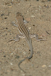 Schreiber`s Fringe-fingered Lizard   Acanthodactylus schreiberi