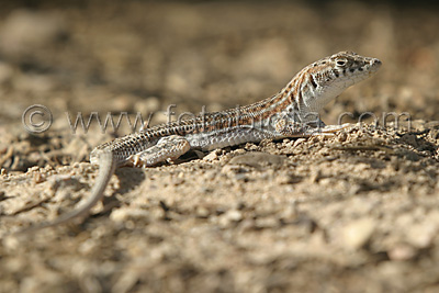 Acanthodactylus Schreiberi
