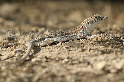      Acanthodactylus schreiberi