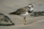 Semipalmated Plover    Charadrius semipalmatus