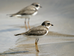 Semipalmated Plover    Charadrius semipalmatus