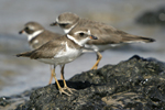 Semipalmated Plover    Charadrius semipalmatus