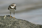 Semipalmated Plover    Charadrius semipalmatus