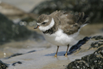 Semipalmated Plover    Charadrius semipalmatus