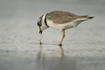 Semipalmated Plover    