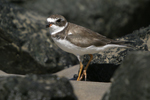 Semipalmated Plover    