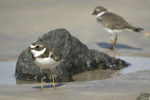 Semipalmated Plover    Charadrius semipalmatus