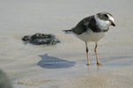 Semipalmated Plover    Charadrius semipalmatus