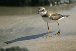 Semipalmated Plover    Charadrius semipalmatus