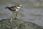 Semipalmated Plover    Charadrius semipalmatus