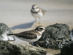 Semipalmated Plover    Charadrius semipalmatus