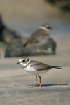 Semipalmated Plover    