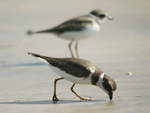 Semipalmated Plover    Charadrius semipalmatus