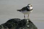 Semipalmated Plover    Charadrius semipalmatus