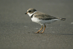 Semipalmated Plover    Charadrius semipalmatus