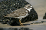      Charadrius semipalmatus