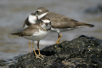 Semipalmated Plover    Charadrius semipalmatus