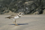 Semipalmated Plover    