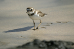 Semipalmated Plover    Charadrius semipalmatus