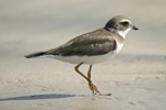 Semipalmated Plover    Charadrius semipalmatus