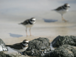 Semipalmated Plover    
