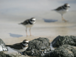 Semipalmated Plover    Charadrius semipalmatus