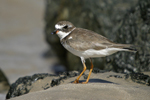 Semipalmated Plover    Charadrius semipalmatus