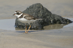 Semipalmated Plover    