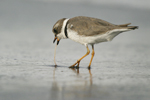 Semipalmated Plover    