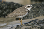 Semipalmated Plover    Charadrius semipalmatus