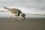 Semipalmated Plover    Charadrius semipalmatus