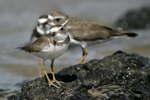 Semipalmated Plover    Charadrius semipalmatus