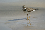 Semipalmated Plover    Charadrius semipalmatus